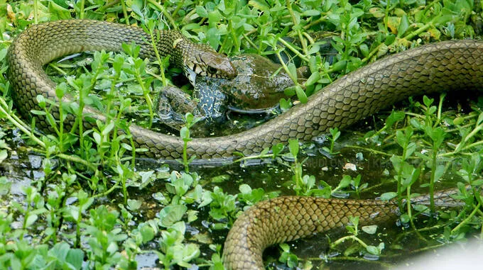 snake