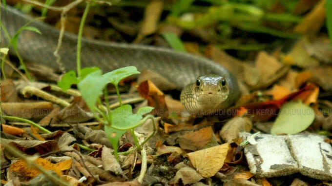 snake