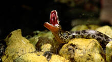 how-to-keep-snakes-out-during-monsoon
