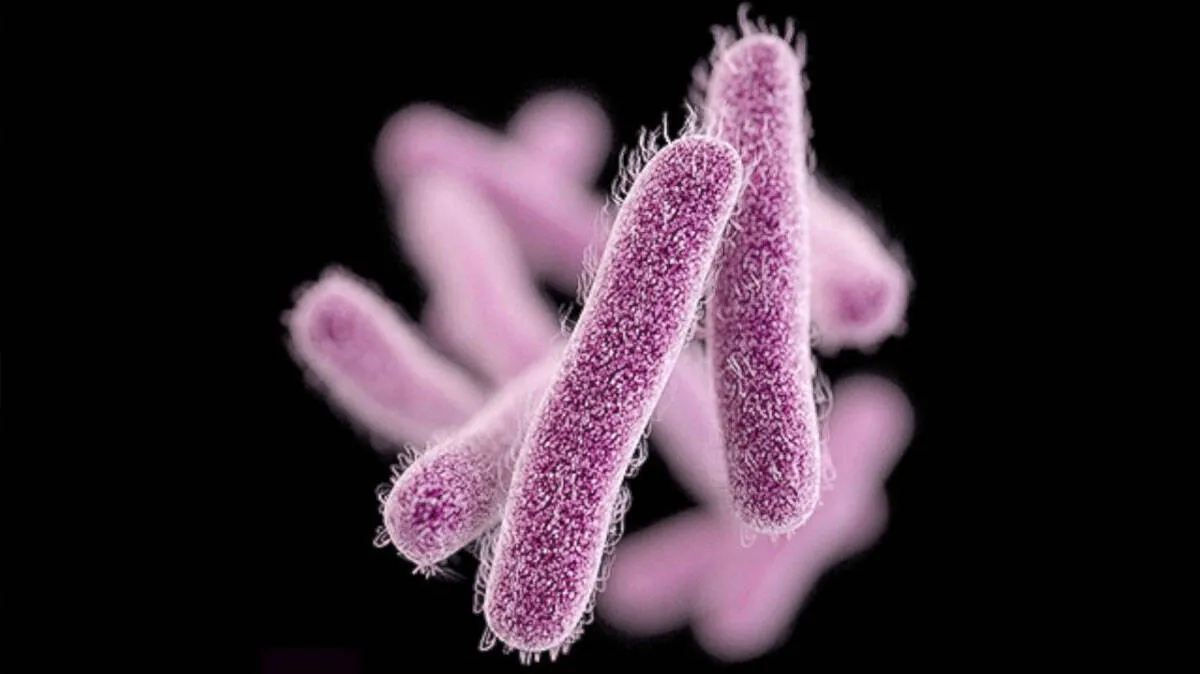 shigella