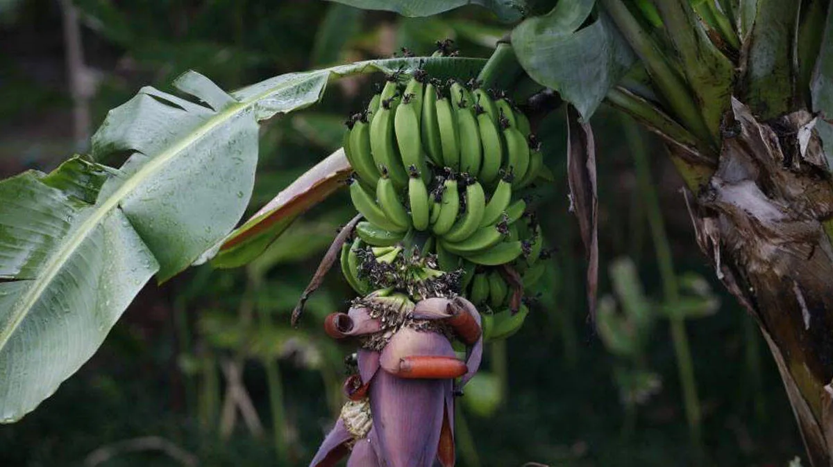 banana