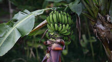 banana