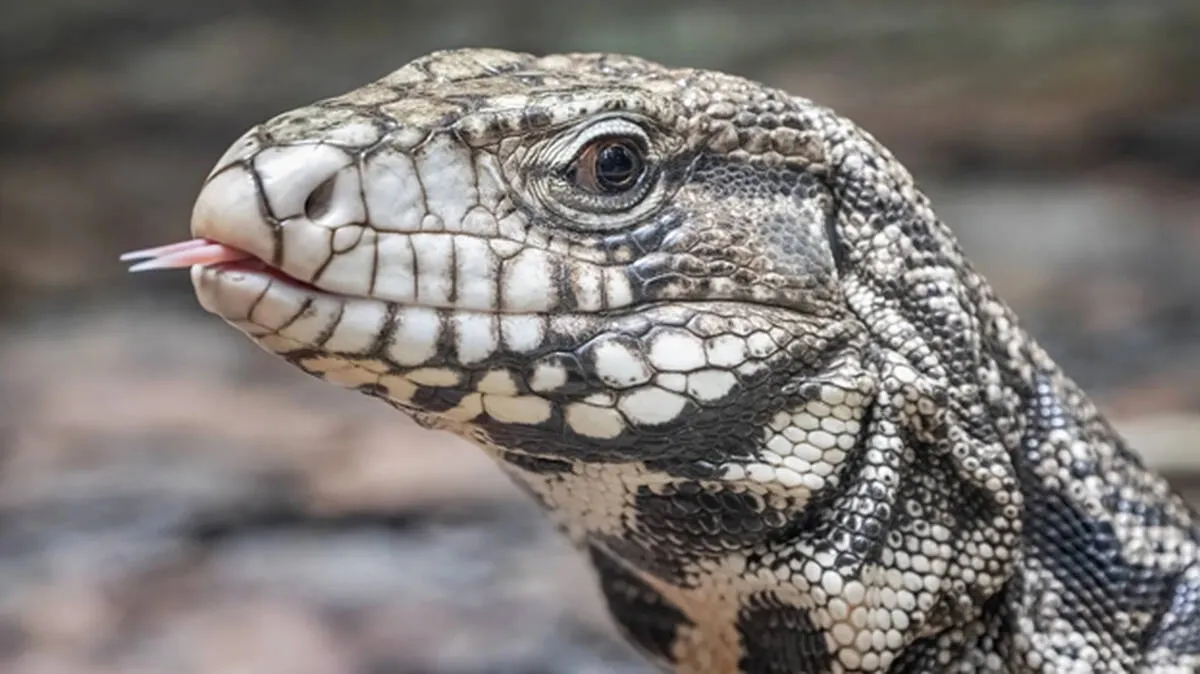 tegu