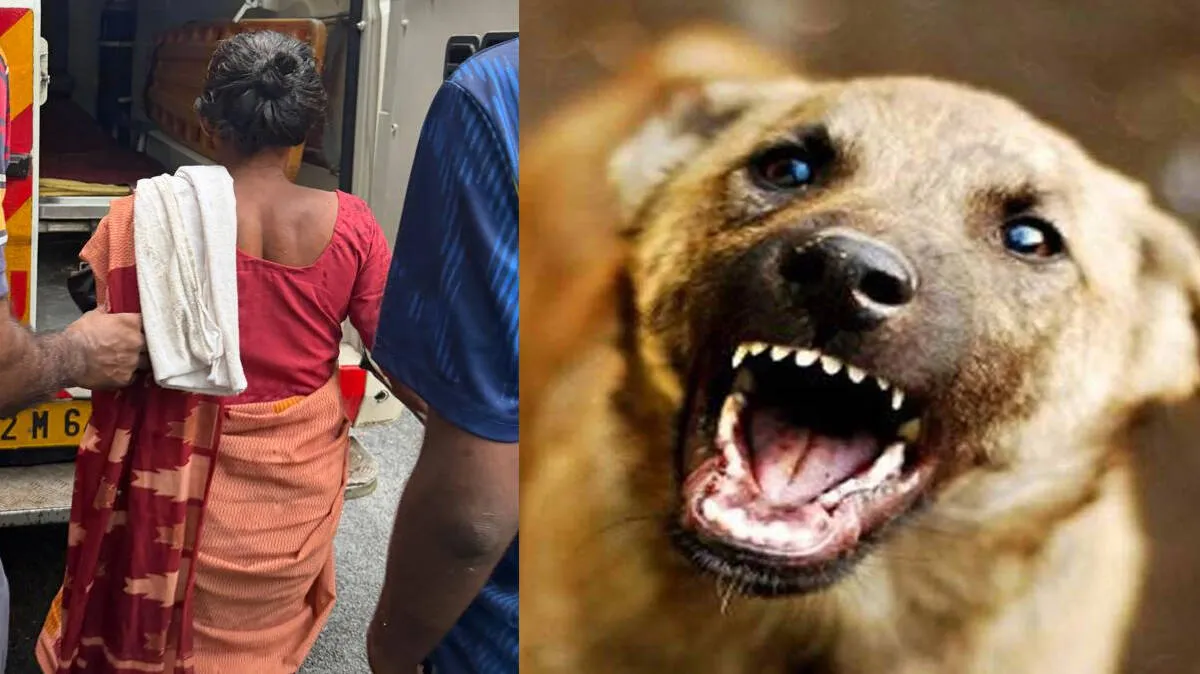 stray-dog-attack- stray-dog-attack-