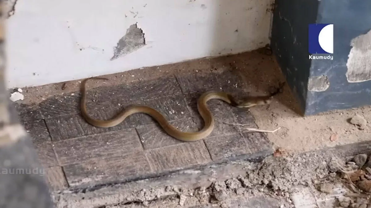 snake