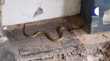 two-cobra-caught-from-thiruvananthapuram-one-very-small