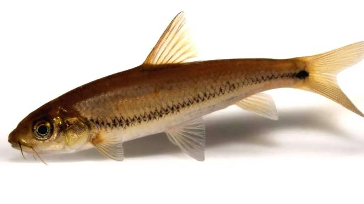 fish fish