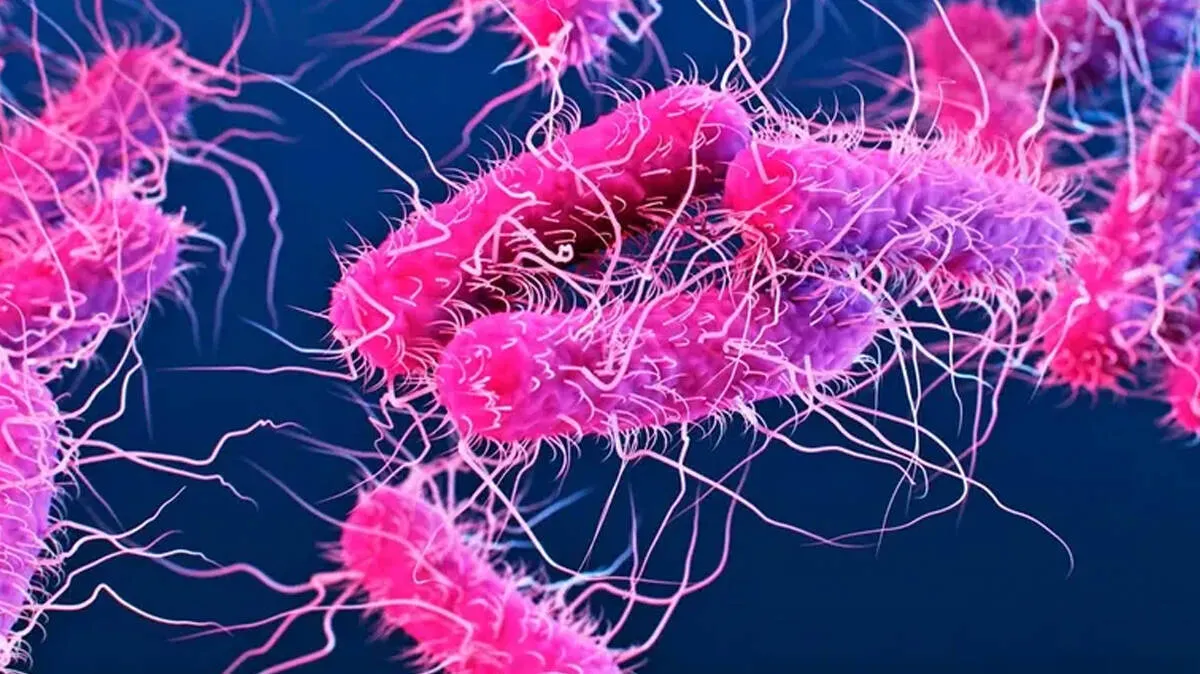 shigella