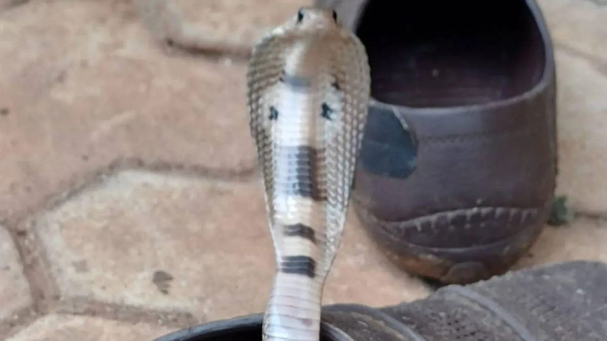 snake