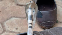 woman-bitten-by-snake-while-wearing-shoes