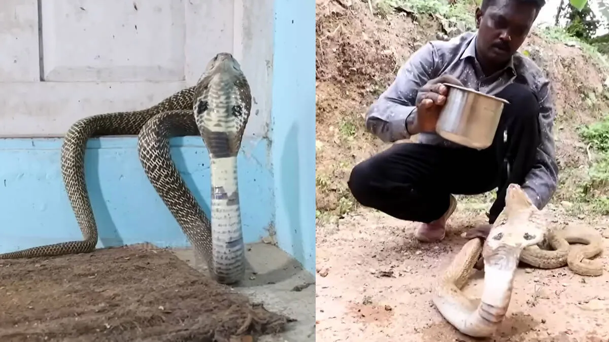 snakemaster