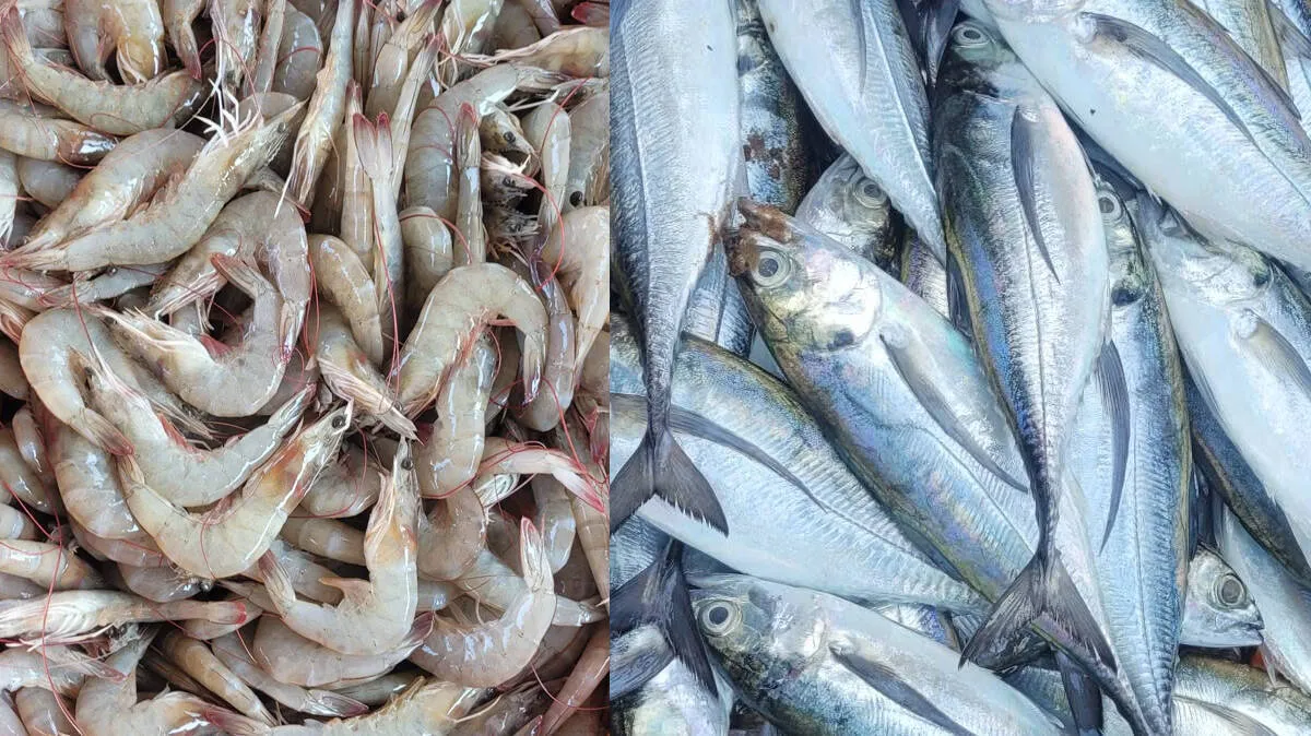 fish