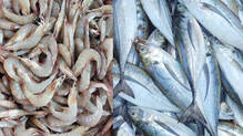 fish-price-hike-and-less-fish-availability-during-trawling-ban-in-kerala