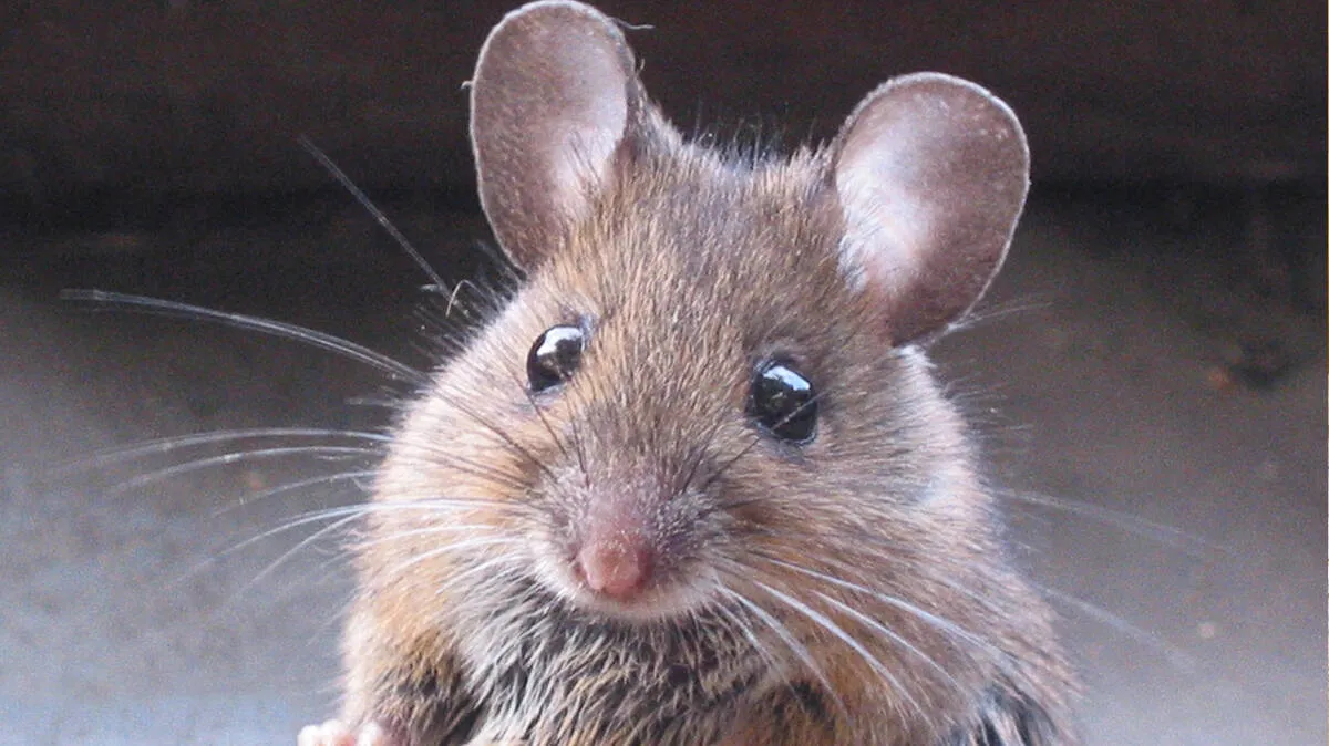 mouse