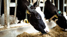 invest-in-cows-trhough-this-scheme-and-opportunity-to-gain-monthly-income-is-here