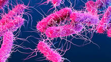 another-case-of-shigella-confirmed-in-wayanad
