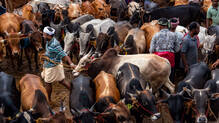 beef-price-hike-in-kerala-due-to-limited-load-from-other-states