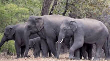 wild-elephants-attack-people
