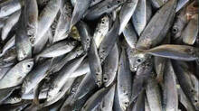 fish-prices-high