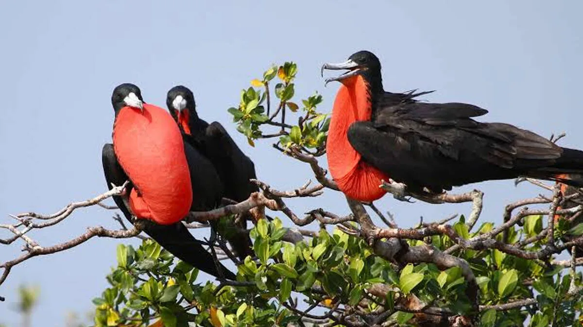 frigate-bird
