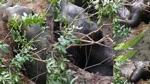 elephant-fell-into-well-while-searching-food