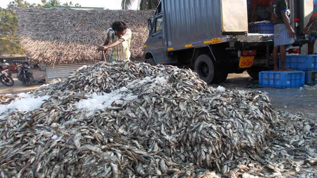 fishes-