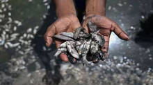 how-el-nino-could-raise-a-stink-for-indias-fishing-business