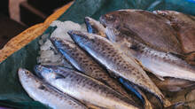 chemical-usage-is-becoming-wide-spread-among-fish-bound-for-sale