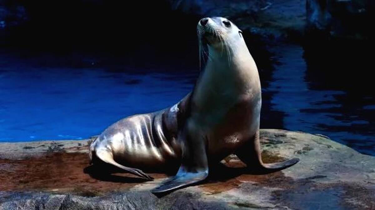 pic