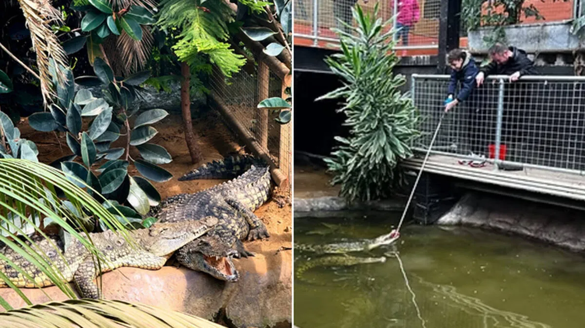 crocodile