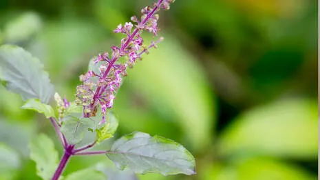 tulsi.1.3892208