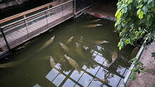 crocodile
