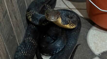 massive-king-cobra-found-inside-the-attached-bathroom
