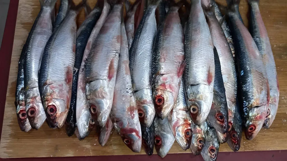 fish fish