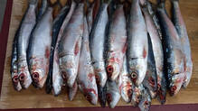 fish