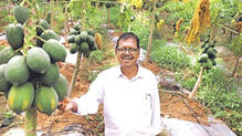 amazing-farming-in-10-acres-10-lakh-rupees-profit
