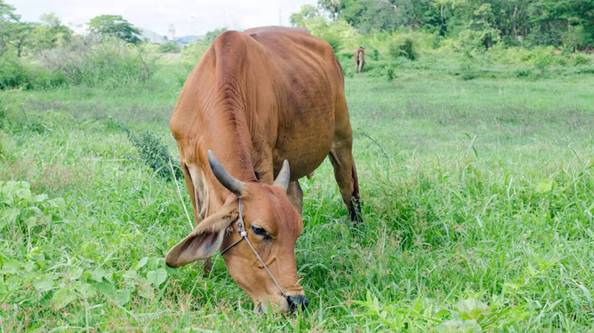 cow