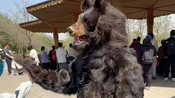 bear