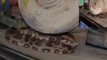 baby-python-found-inside-jan-shatabdi-express-train