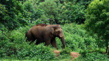 government-comprehensive-plan-to-resolve-wildlife-human-conflict