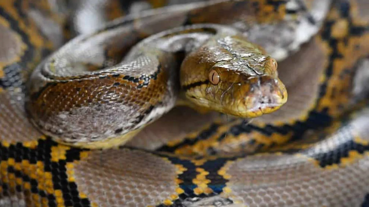 pythons