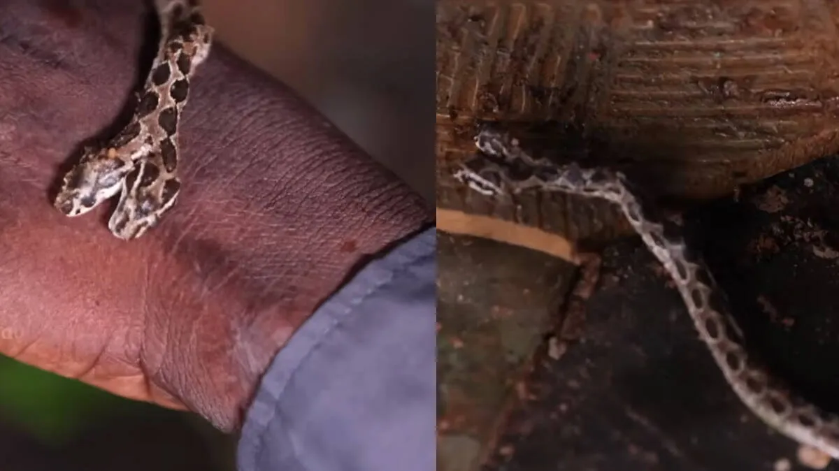 snake