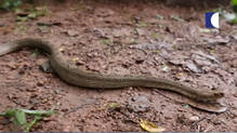 snake-inside-well-vava-suresh-caught-it-after-several-attempts