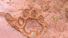 the-footprints-found-in-wayanad-was-of-tiger-confirmed