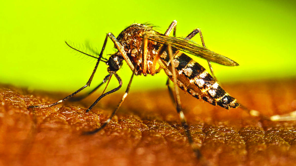dengue