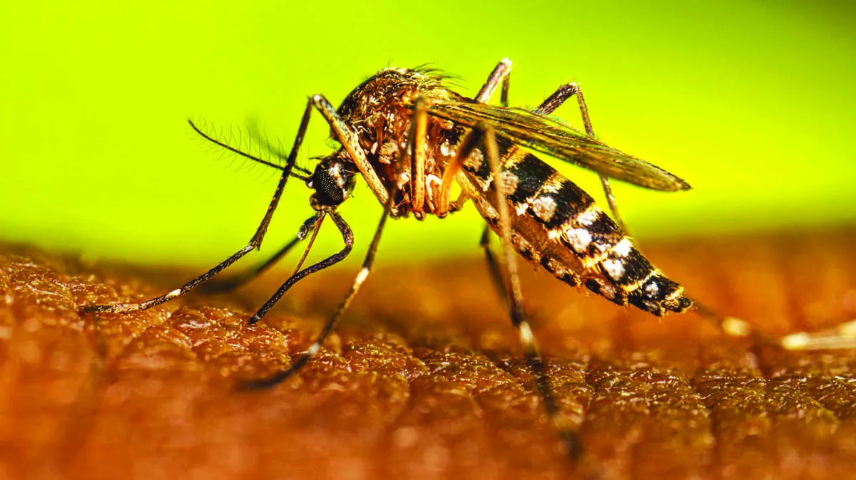dengue