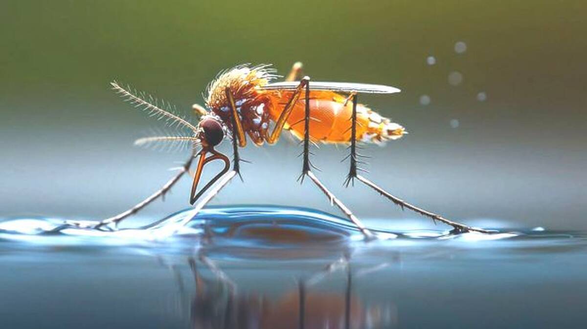 dengue