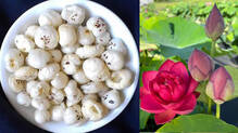 lotus-
