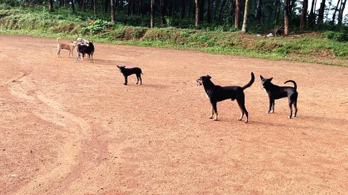 dog
