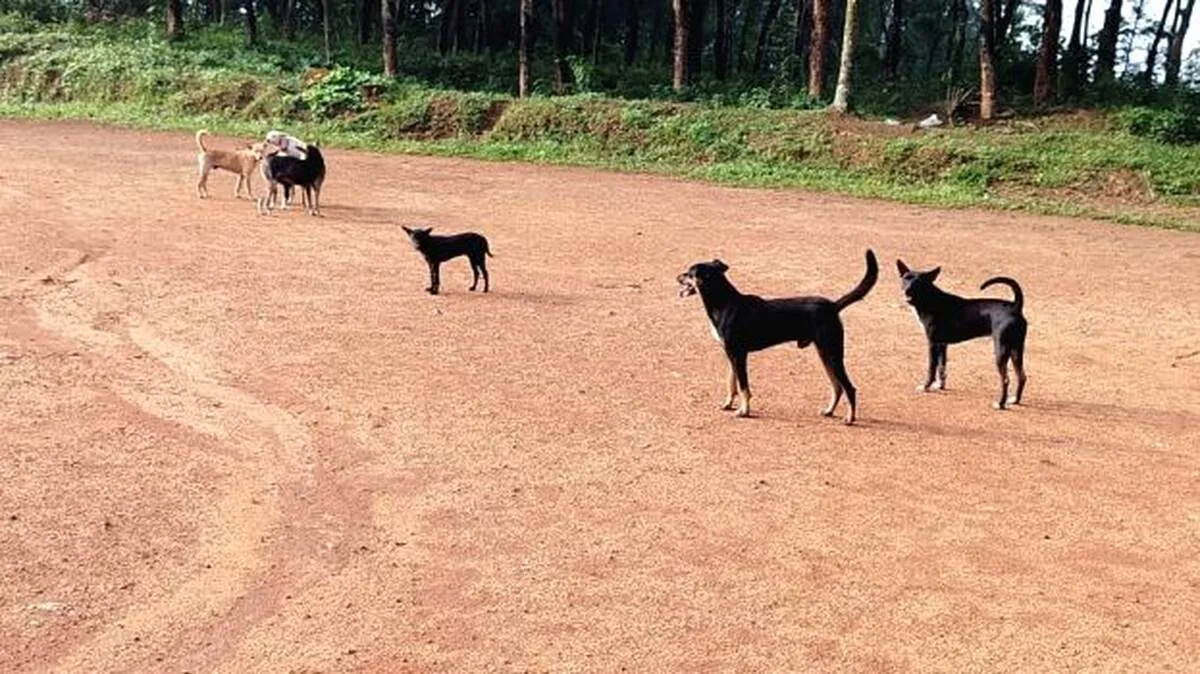dog
